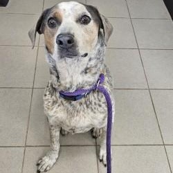 Enlarge Ruby, a ADOPTABLE mixed breed in Edgewood, NM image 2/5