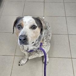 Enlarge Ruby, a ADOPTABLE mixed breed in Edgewood, NM image 1/5