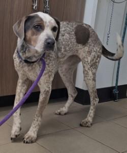 Enlarge Ruby, a ADOPTABLE mixed breed in Edgewood, NM image 4/5