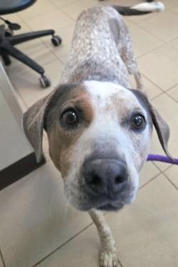 Enlarge Ruby, a ADOPTABLE mixed breed in Edgewood, NM image 3/5
