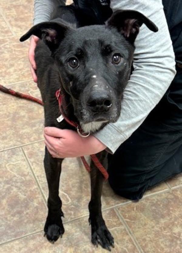 Enlarge Griswold, a Adoptable mixed breed in Littleton, CO image 1/2