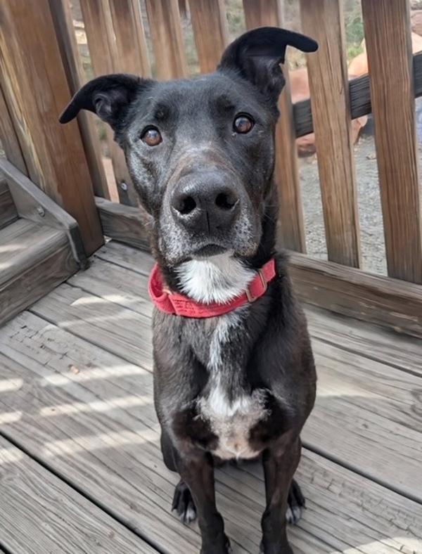 Enlarge Griswold, a Adoptable mixed breed in Littleton, CO image 2/2