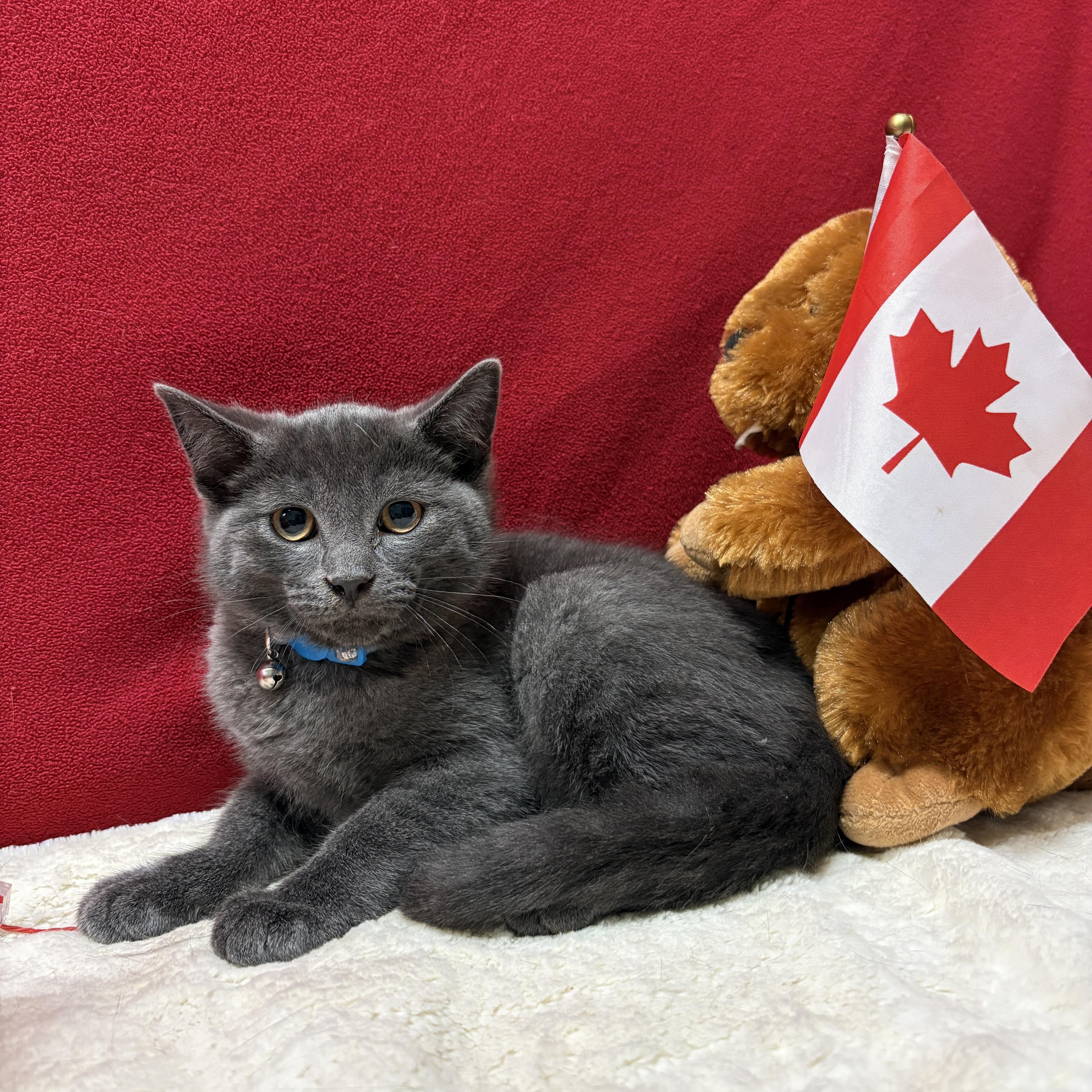 Enlarge CRUSH, an adopted Domestic Short Hair in Tillsonburg, ON image 1/1