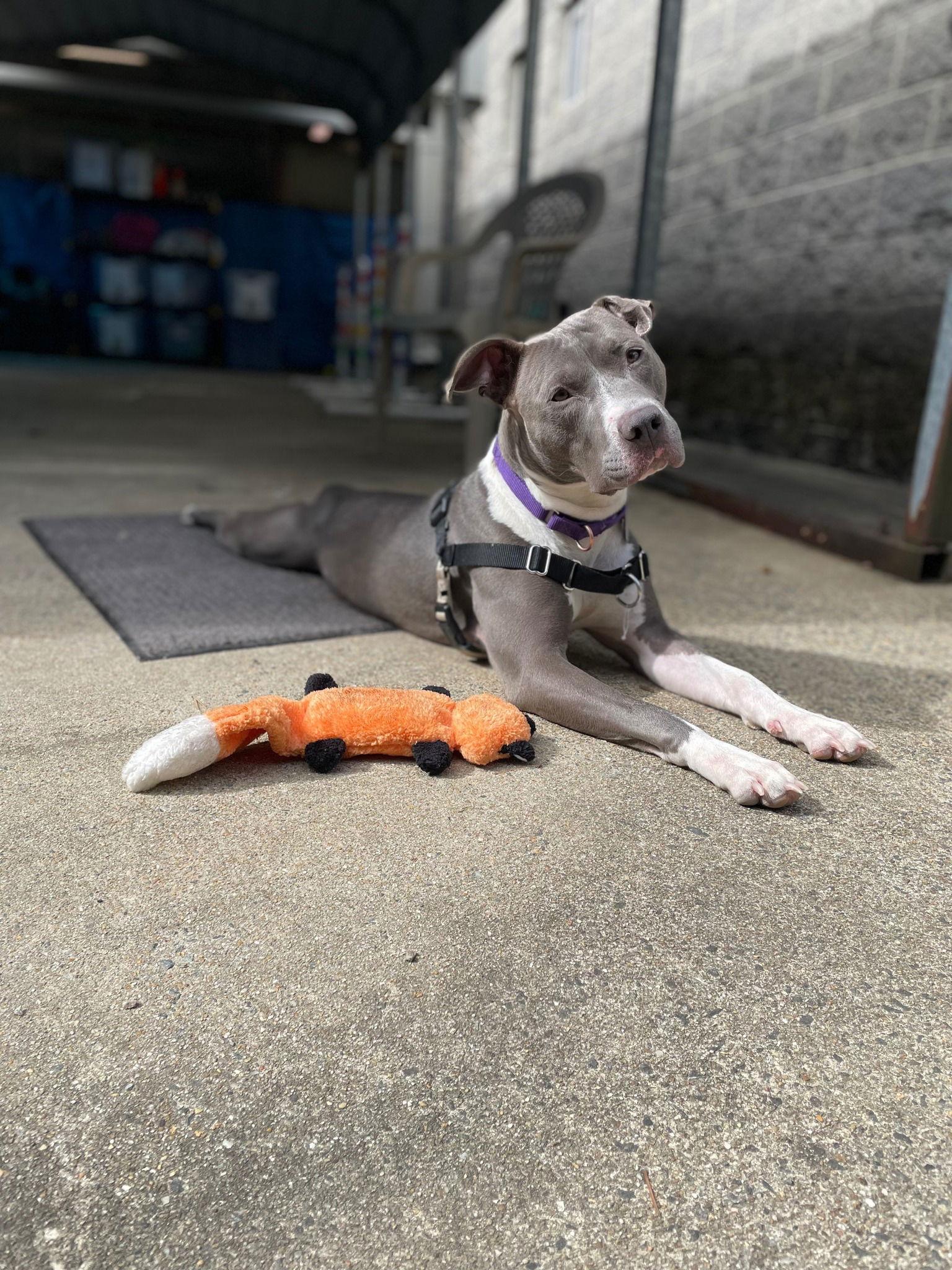 August, Adoptable, Adult Female Pit Bull Terrier.