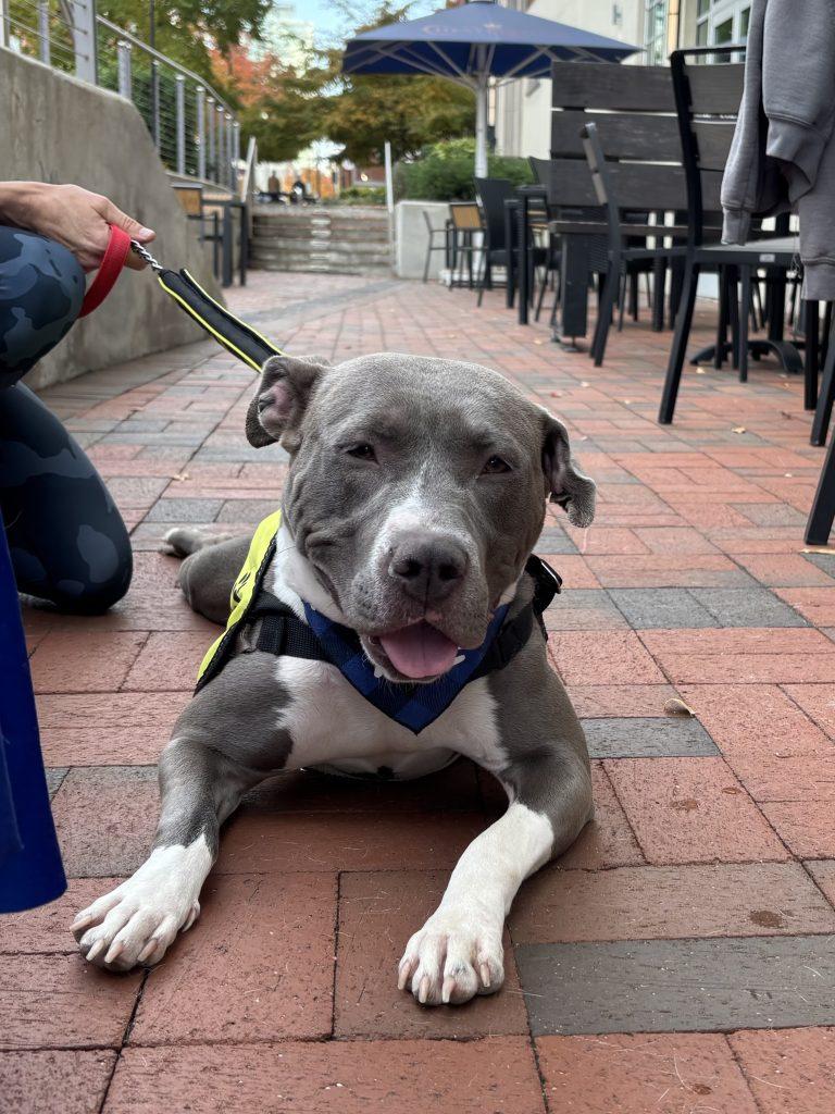 Enlarge August, a Adoptable Pit Bull Terrier in Durham, NC image 2/3
