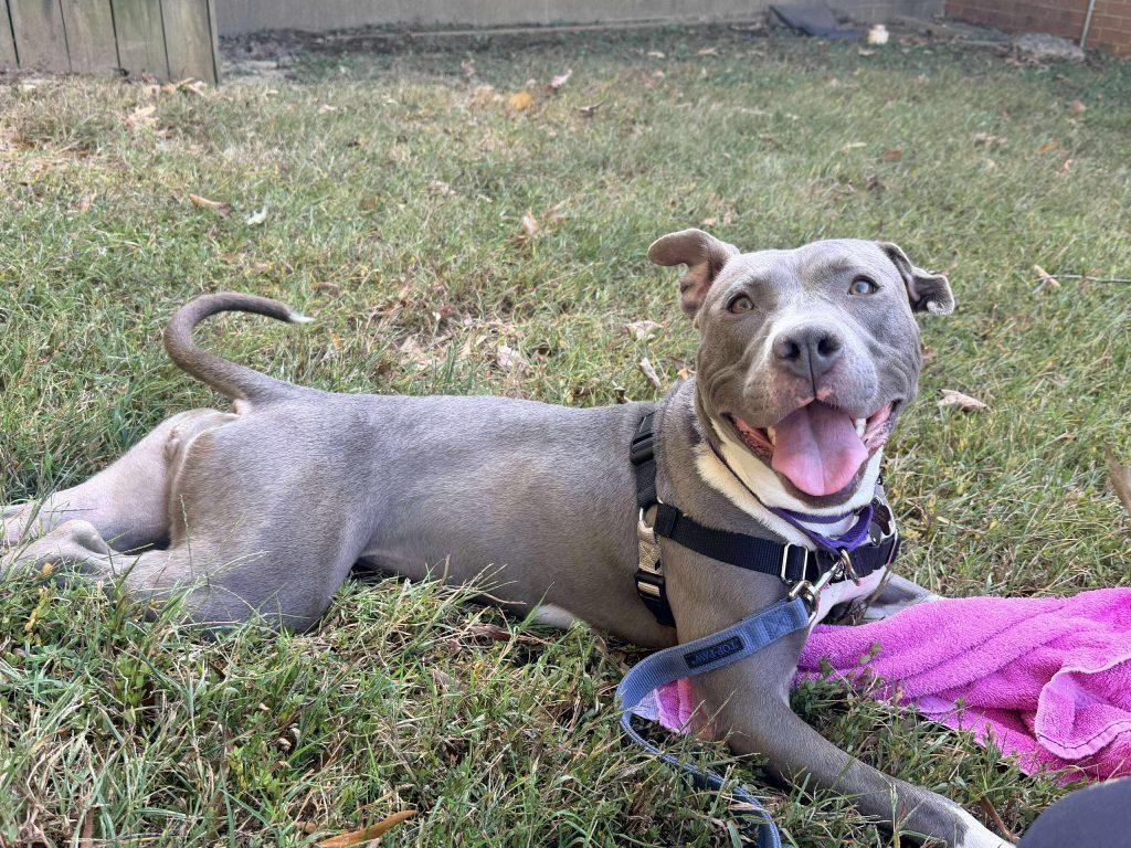 Enlarge August, a Adoptable Pit Bull Terrier in Durham, NC image 3/3