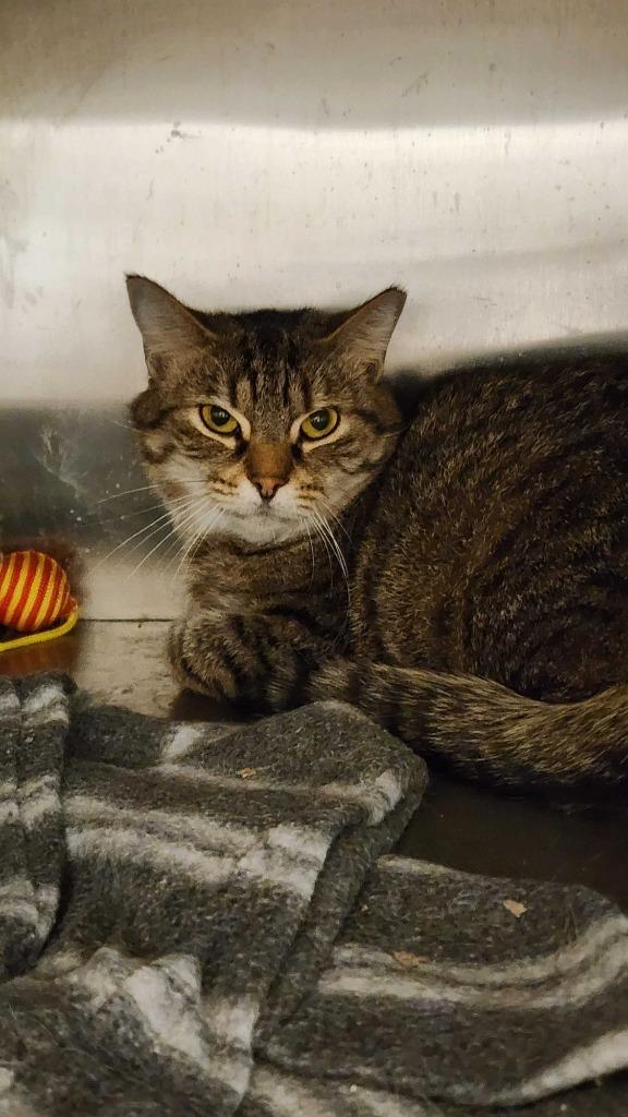 Mateo, Adoptable, Adult Male Domestic Short Hair.