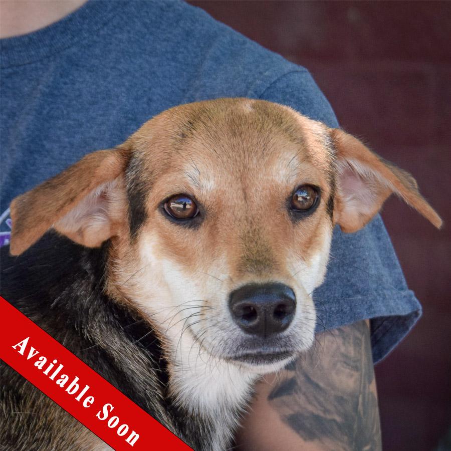 Clementine, Baby Female Beagle