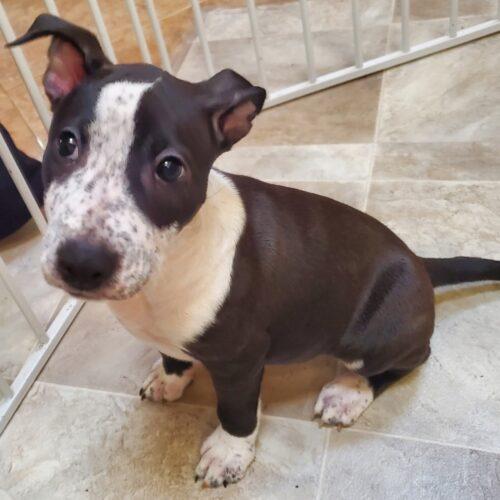 Enlarge RAINE, a Adoptable mixed breed in San Juan Capistrano, CA image 2/6