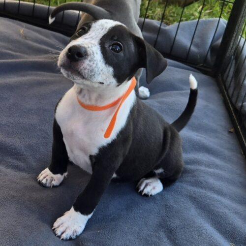 Enlarge RAINE, a Adoptable mixed breed in San Juan Capistrano, CA image 3/6
