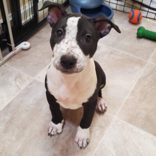 Enlarge RAINE, a Adoptable mixed breed in San Juan Capistrano, CA image 4/6