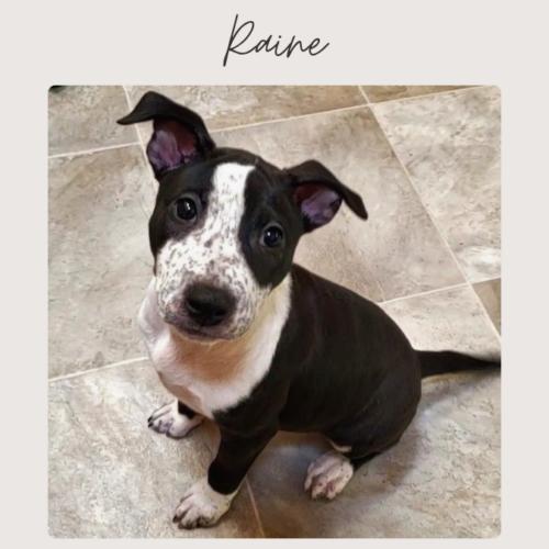 Enlarge RAINE, a Adoptable mixed breed in San Juan Capistrano, CA image 5/6