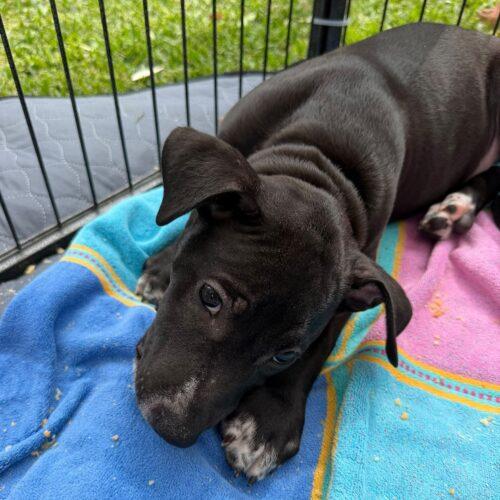 Enlarge RAINE, a Adoptable mixed breed in San Juan Capistrano, CA image 6/6
