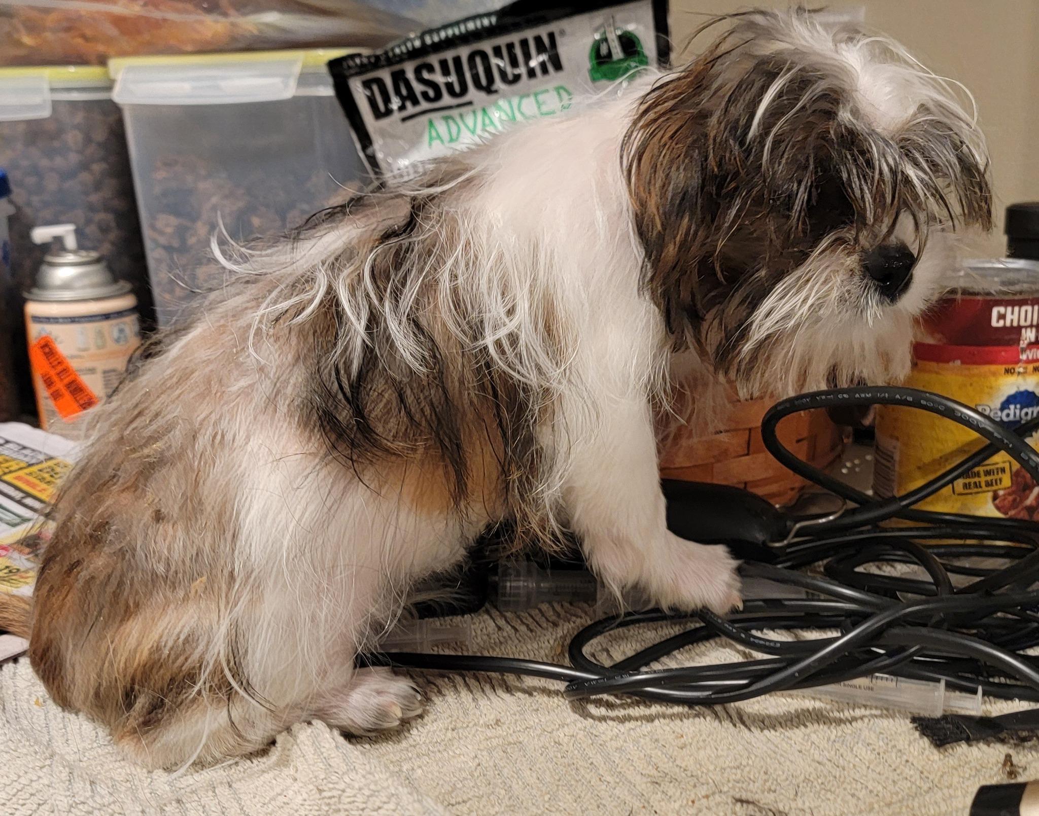 Mixed breed small puppies, a Adoptable mixed breed in Richland Center, WI image 2/5