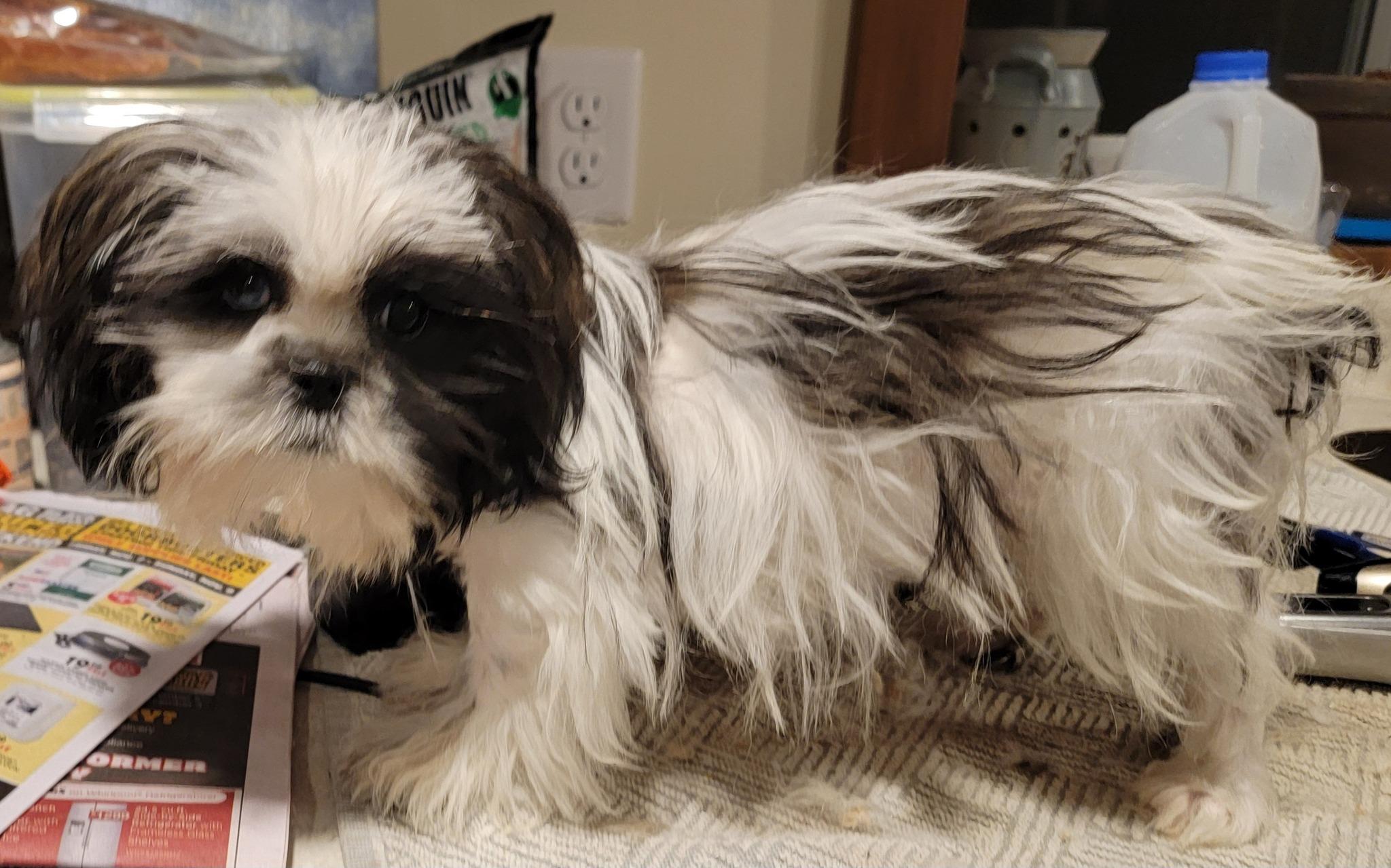 Mixed breed small puppies, a Adoptable mixed breed in Richland Center, WI image 3/5