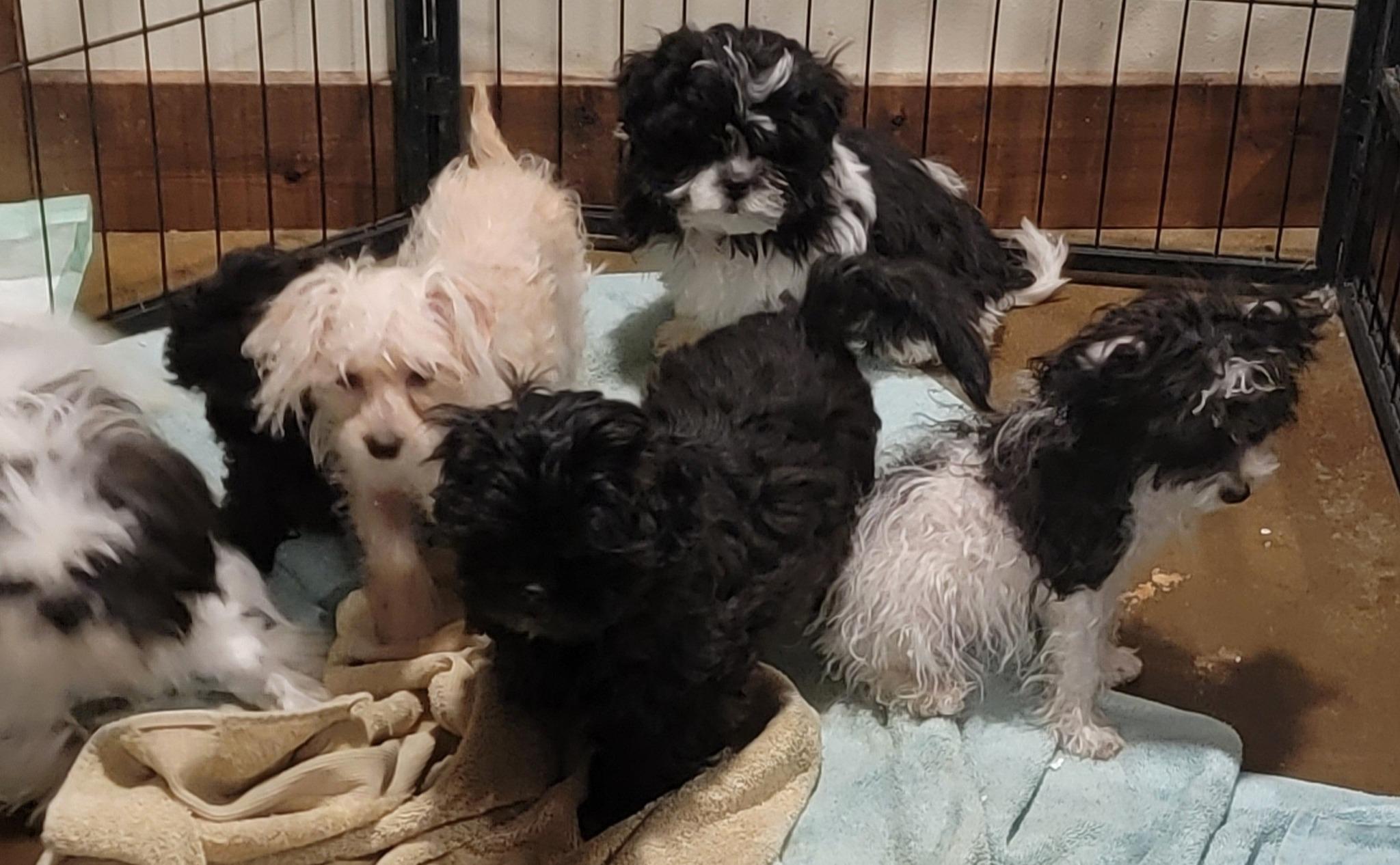 Mixed breed small puppies, Adoptable, Puppy Female Miniature Poodle & Shih Tzu.
