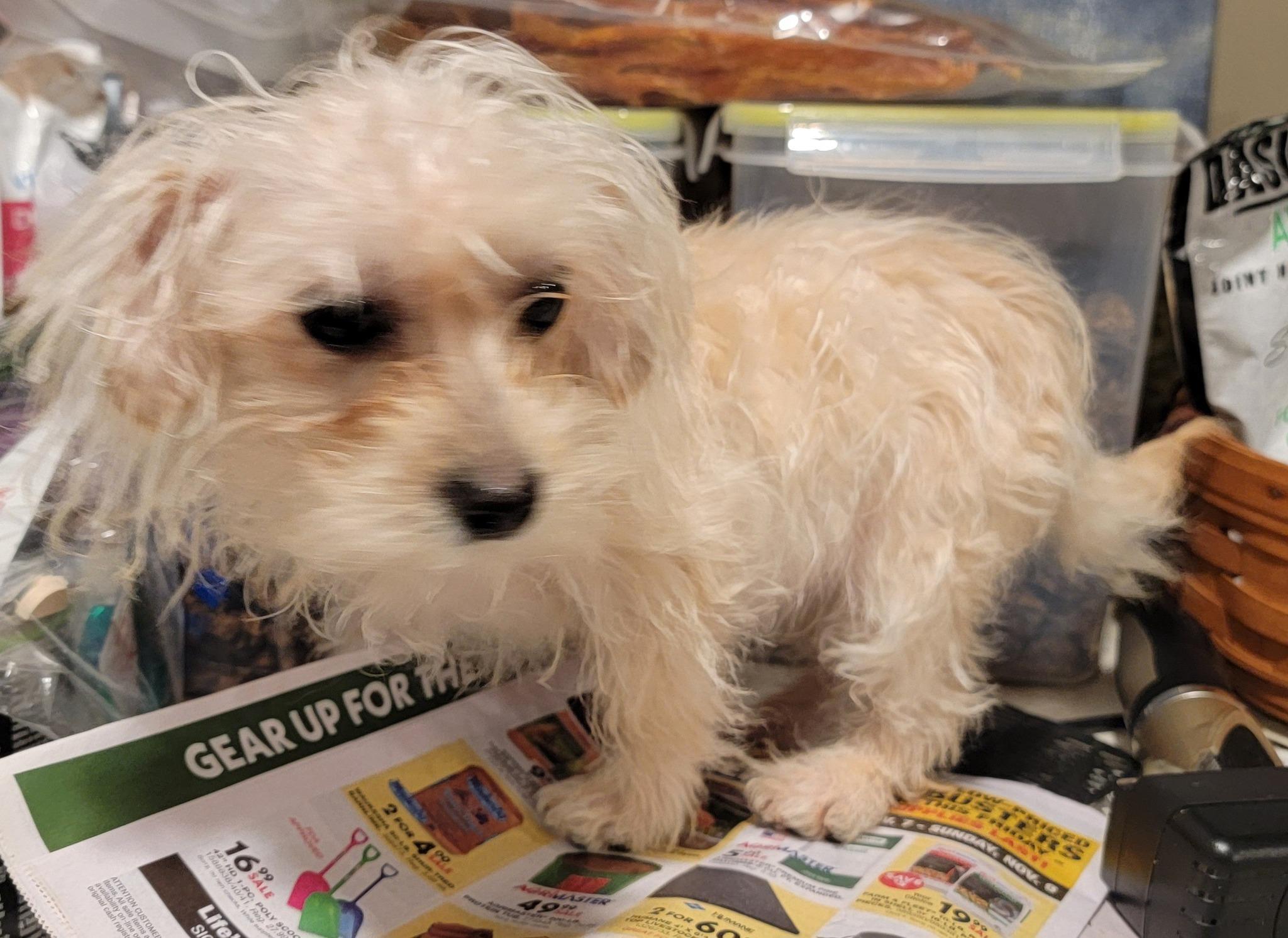 Mixed breed small puppies, a Adoptable mixed breed in Richland Center, WI image 5/5