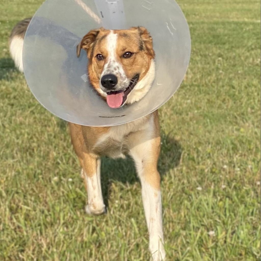 Enlarge REGGIE, a Adoptable mixed breed in Union City, PA image 1/6