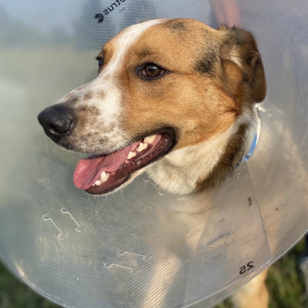 Enlarge REGGIE, a Adoptable mixed breed in Union City, PA image 2/6