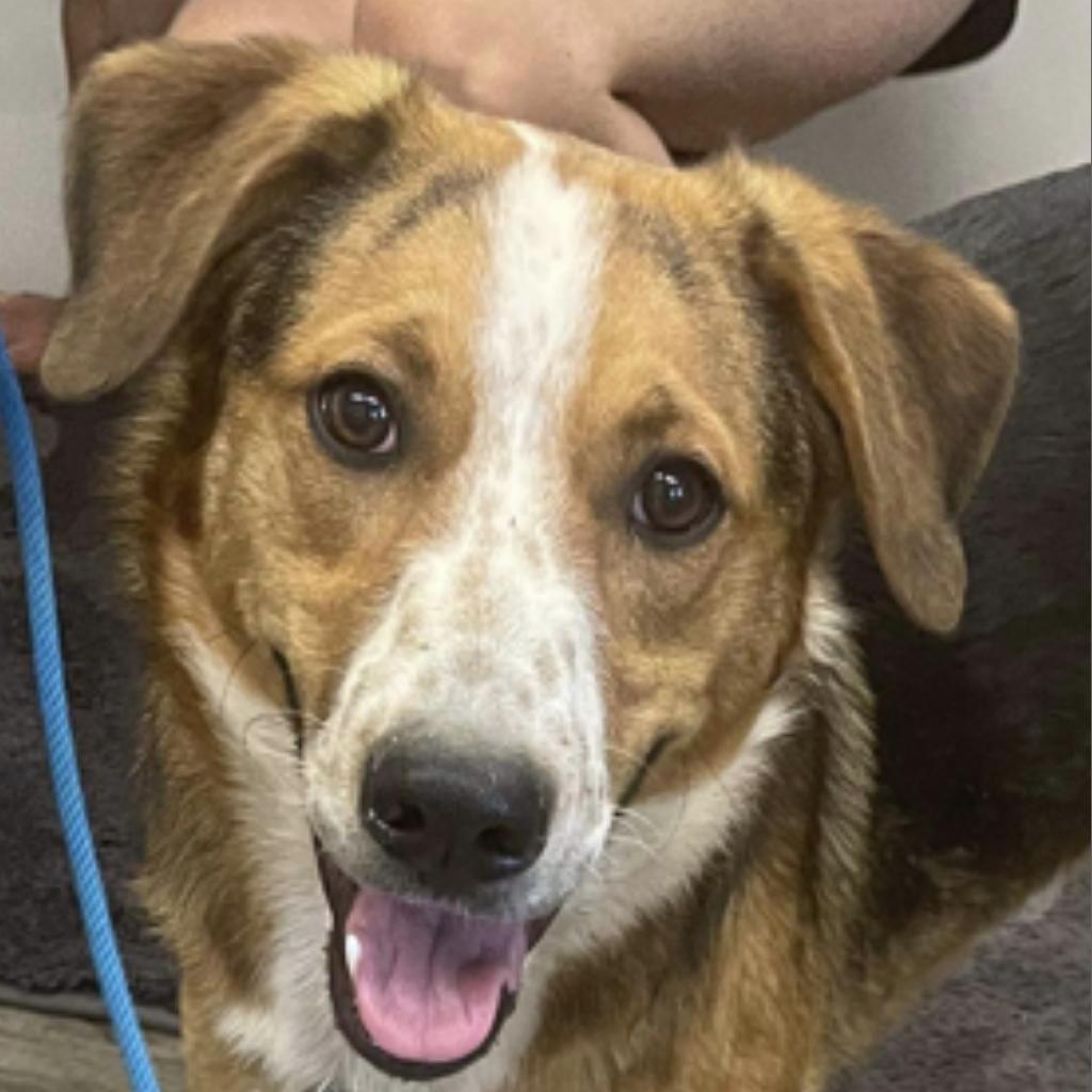 Enlarge REGGIE, a Adoptable mixed breed in Union City, PA image 3/6