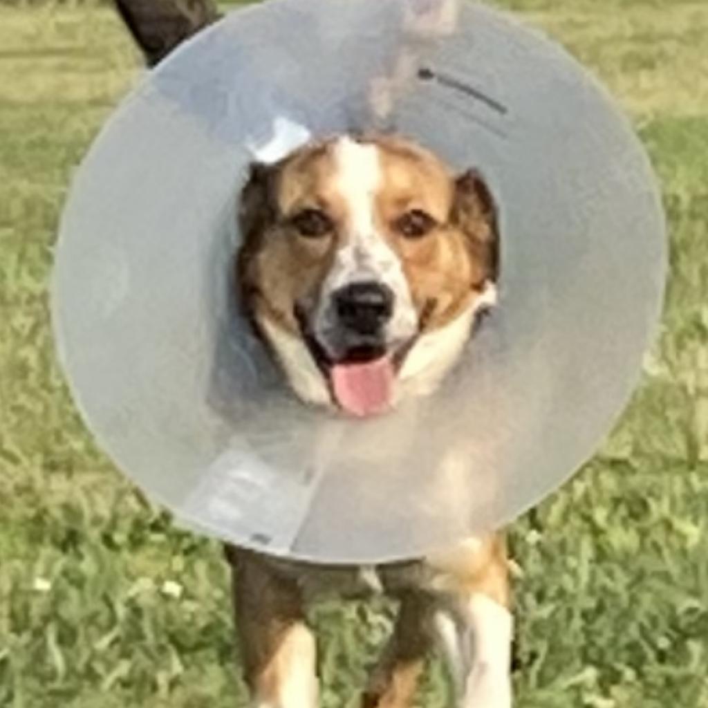 Enlarge REGGIE, a Adoptable mixed breed in Union City, PA image 5/6