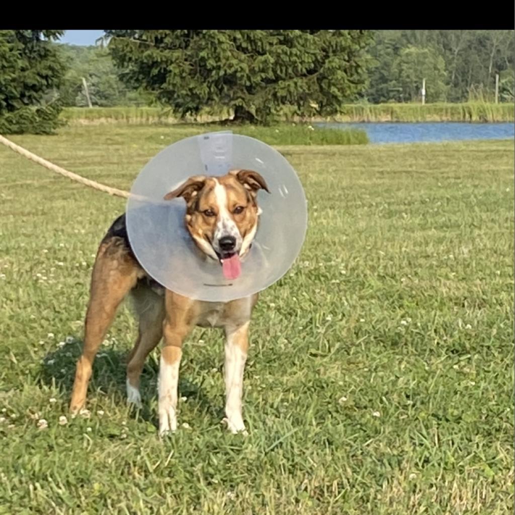 Enlarge REGGIE, a Adoptable mixed breed in Union City, PA image 6/6
