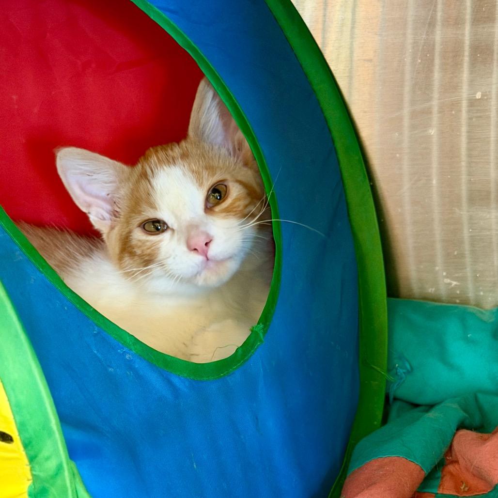 Enlarge Lime, a Adoptable Domestic Medium Hair in Park Falls, WI image 1/6