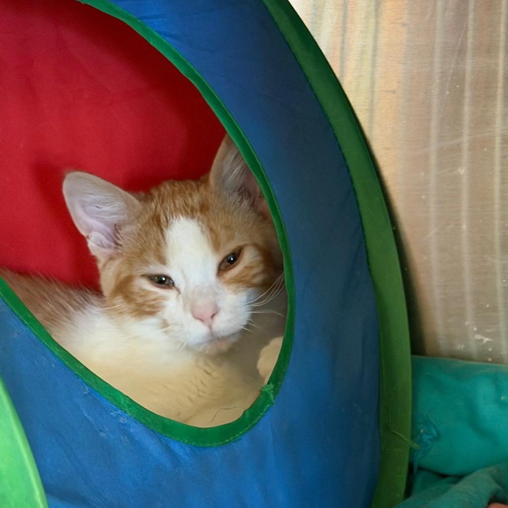 Enlarge Lime, a Adoptable Domestic Medium Hair in Park Falls, WI image 2/6