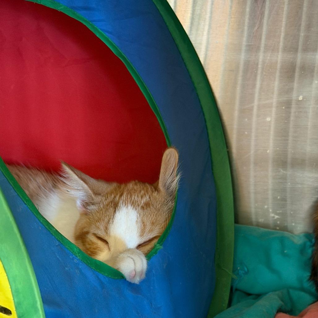 Enlarge Lime, a Adoptable Domestic Medium Hair in Park Falls, WI image 3/6