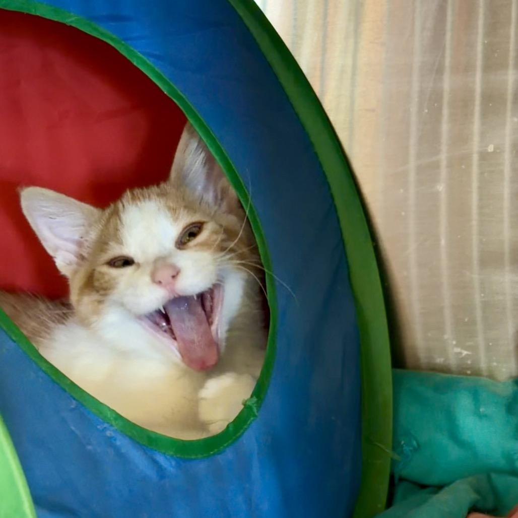 Enlarge Lime, a Adoptable Domestic Medium Hair in Park Falls, WI image 4/6