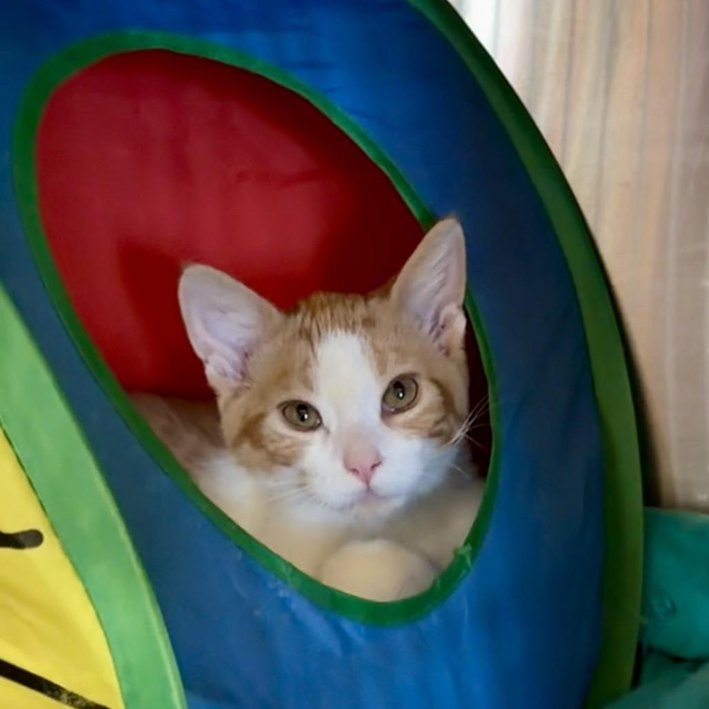Enlarge Lime, a Adoptable Domestic Medium Hair in Park Falls, WI image 5/6