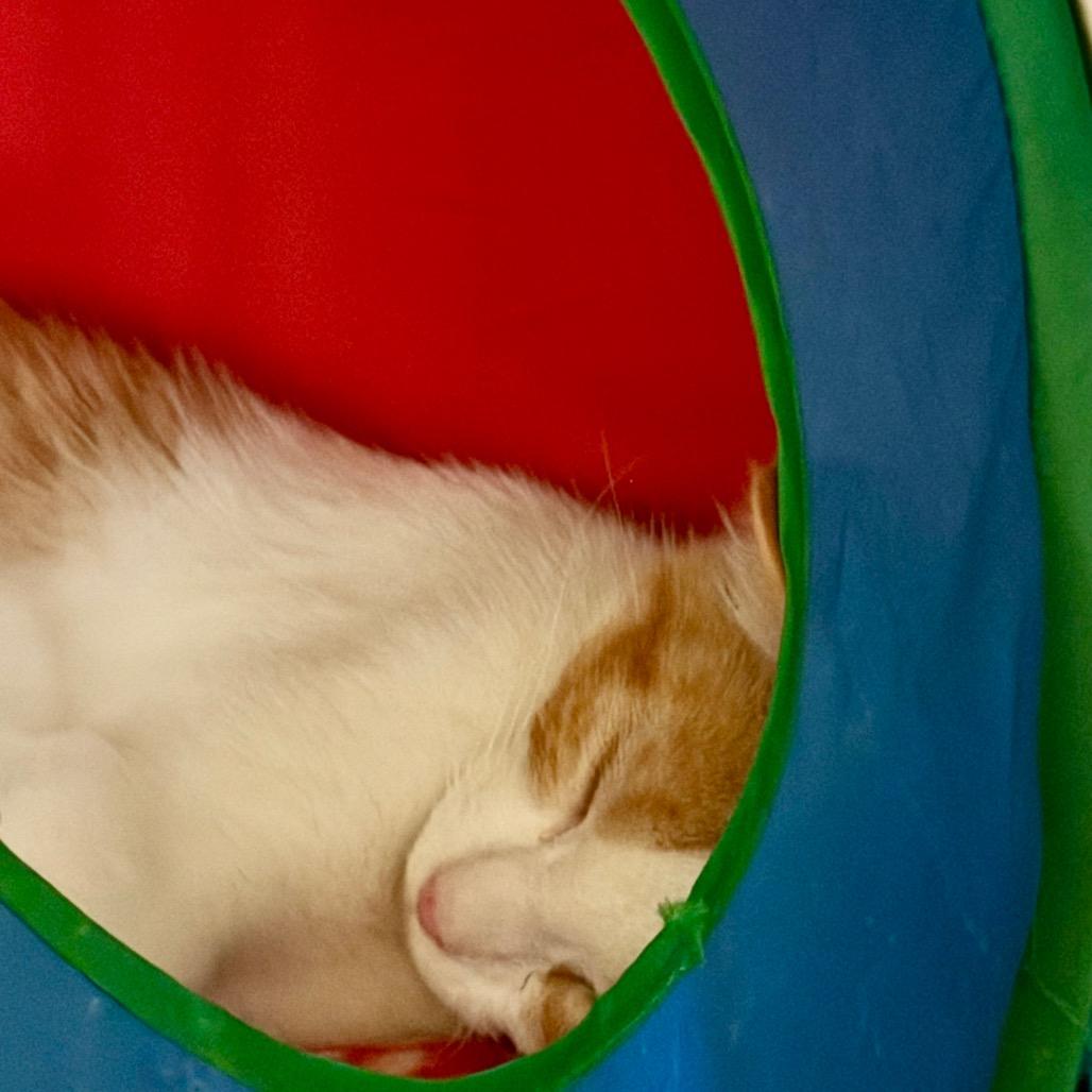 Enlarge Lime, a Adoptable Domestic Medium Hair in Park Falls, WI image 6/6