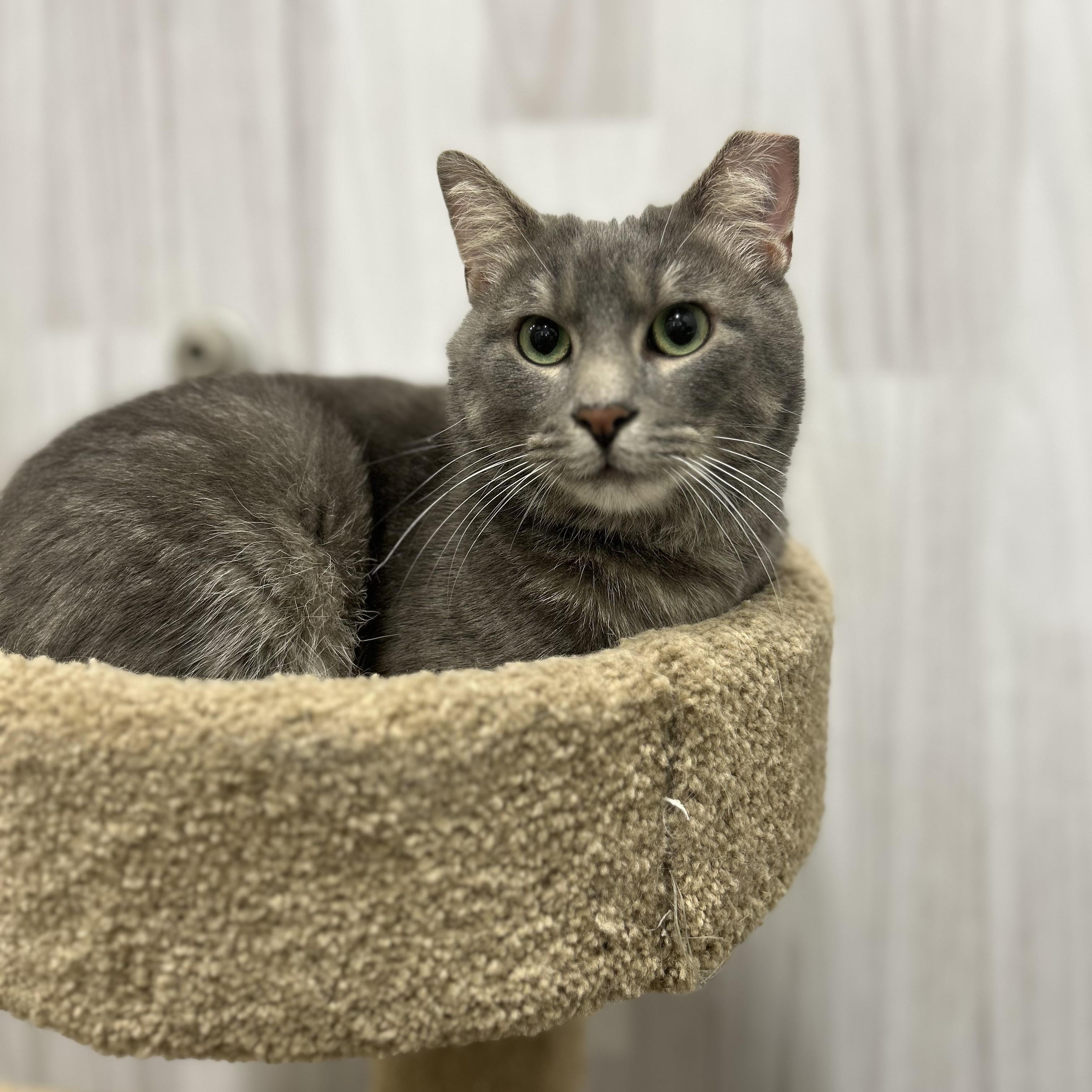 Perry, a ADOPTABLE Domestic Short Hair in Columbus , OH image 5/5