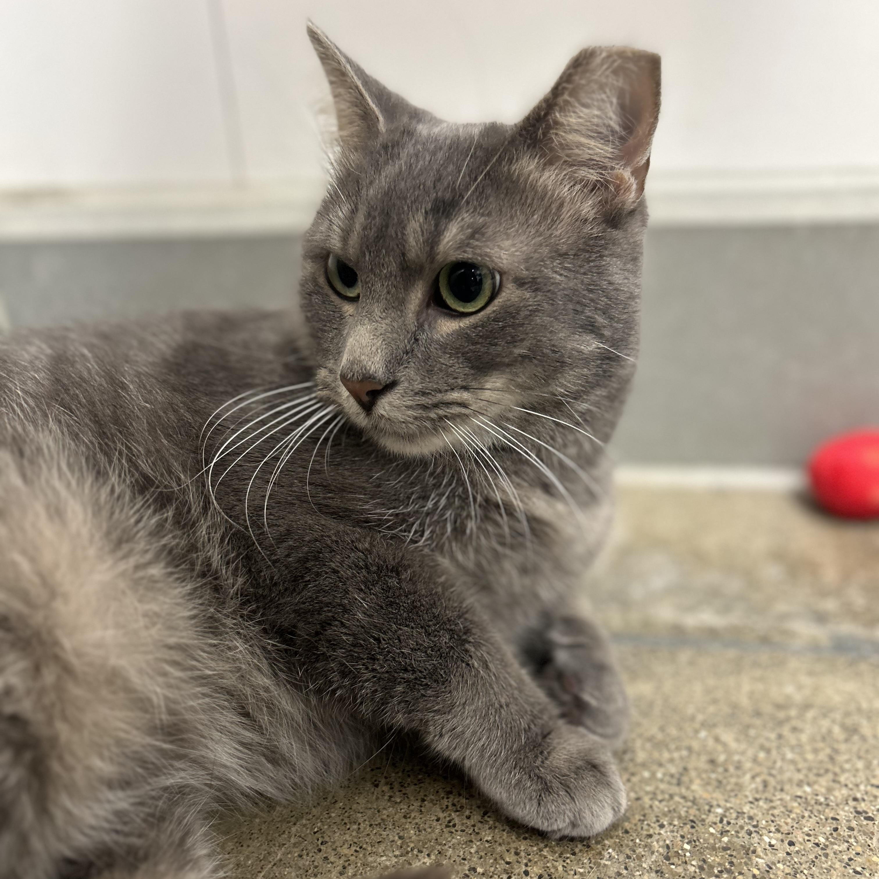 Perry, a ADOPTABLE Domestic Short Hair in Columbus , OH image 4/5