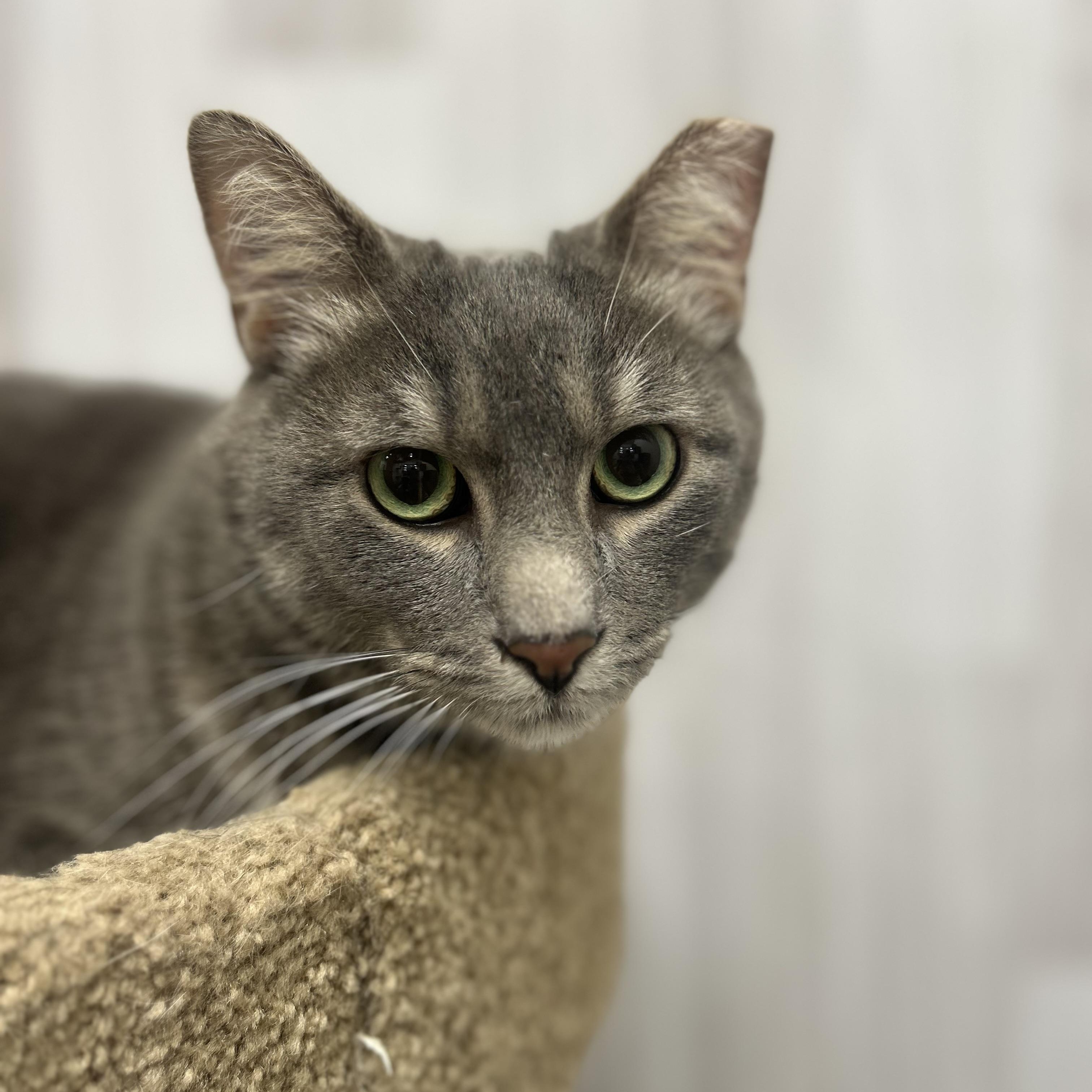 Perry, a ADOPTABLE Domestic Short Hair in Columbus , OH image 3/5