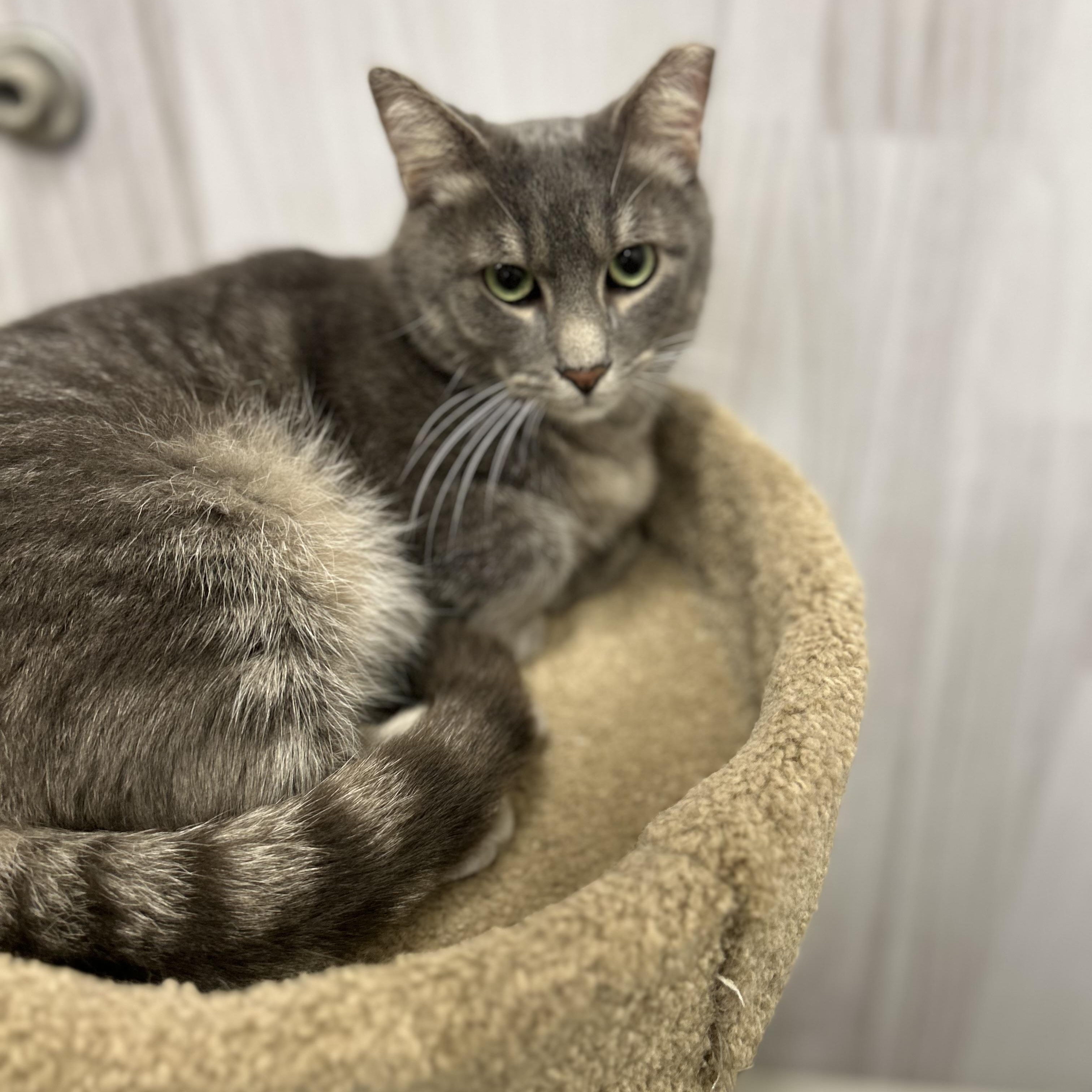 Perry, a ADOPTABLE Domestic Short Hair in Columbus , OH image 2/5