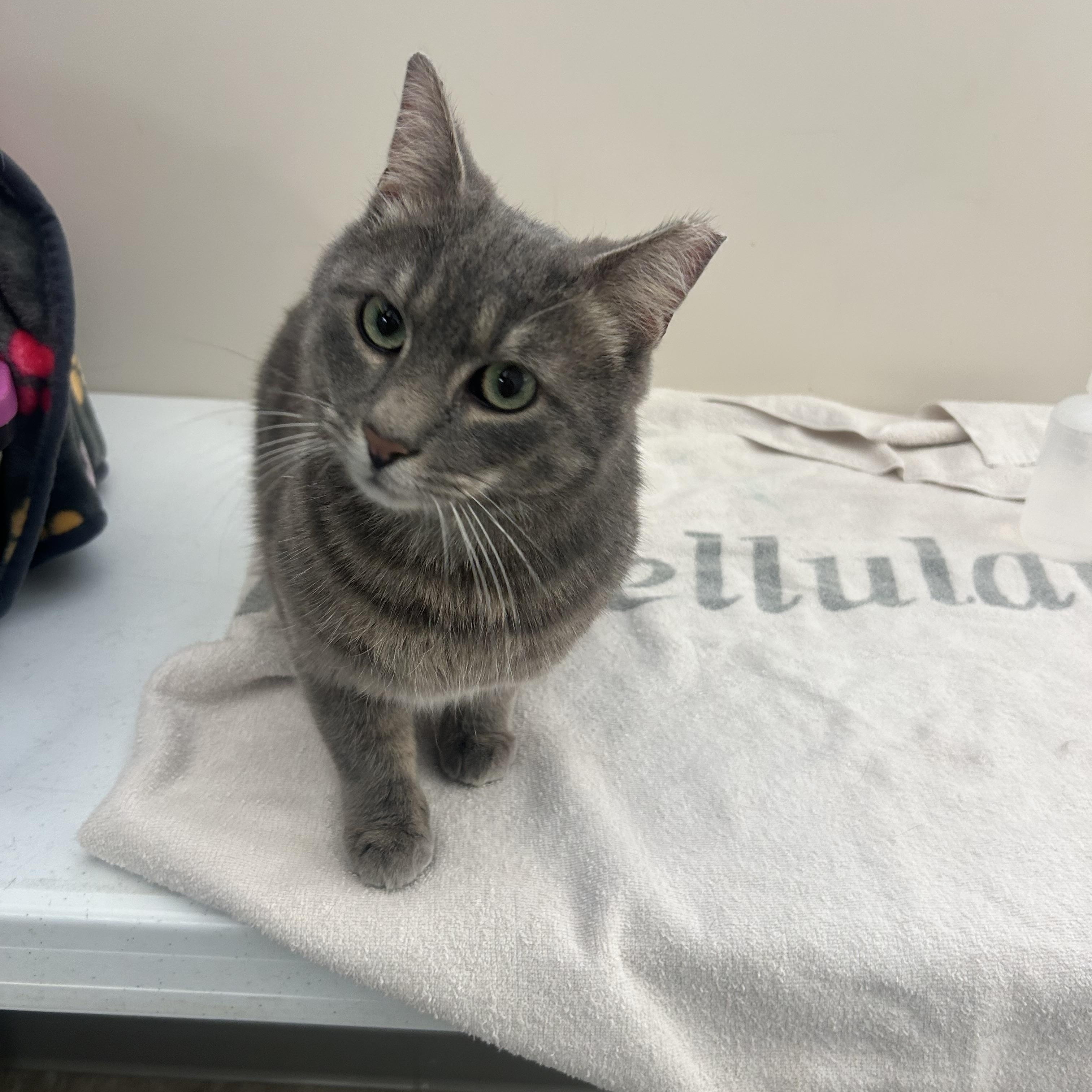 Perry, a ADOPTABLE Domestic Short Hair in Columbus , OH image 1/5