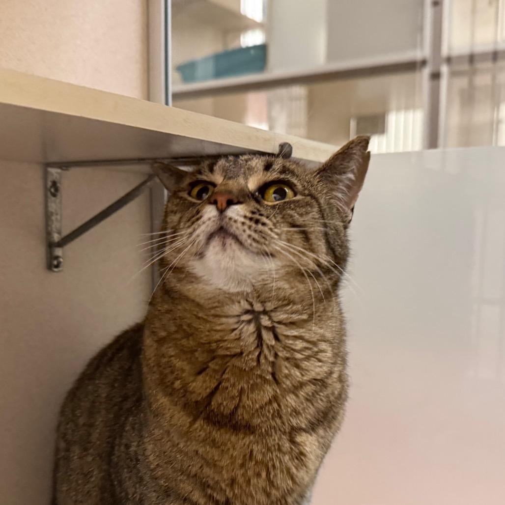 Charlie, Adoptable, Senior Female Domestic Short Hair.