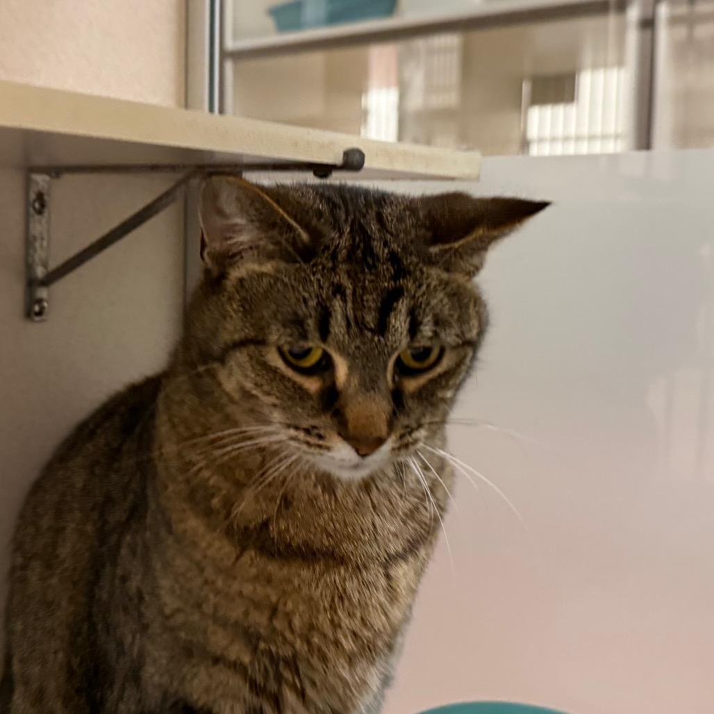 Enlarge Charlie, a Adoptable Domestic Short Hair in Ballston Spa, NY image 2/3