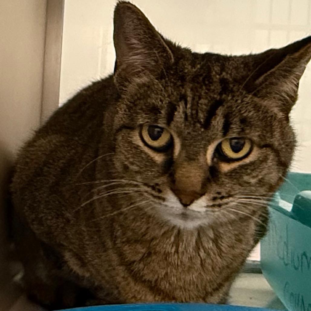 Enlarge Charlie, a Adoptable Domestic Short Hair in Ballston Spa, NY image 3/3