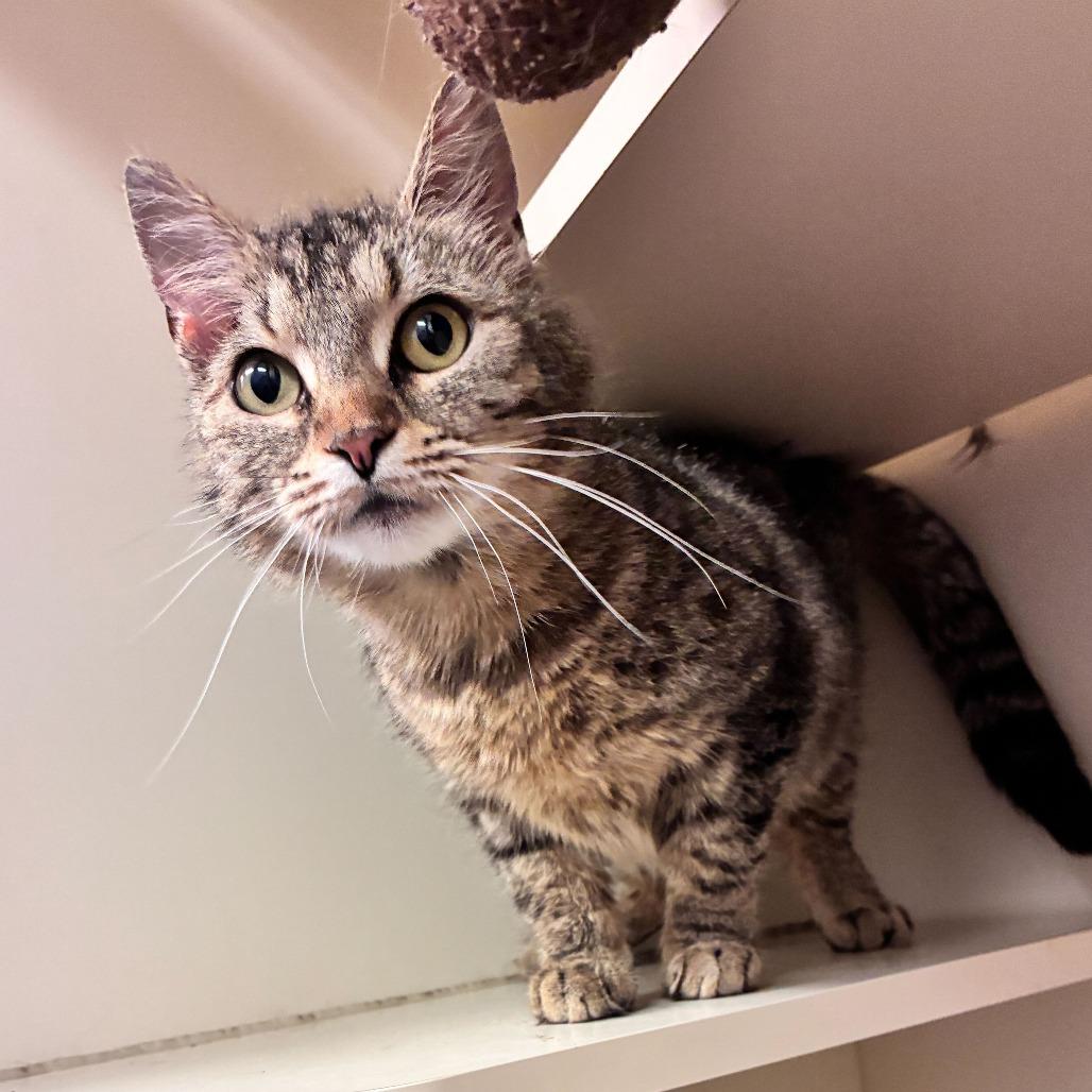 Enlarge Lavender, a Adoptable Domestic Short Hair in Dayton, OH image 1/5