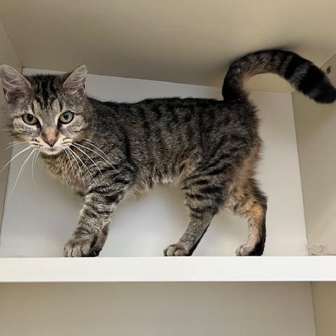 Enlarge Lavender, a Adoptable Domestic Short Hair in Dayton, OH image 2/5