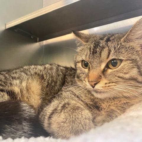Enlarge Lavender, a Adoptable Domestic Short Hair in Dayton, OH image 3/5