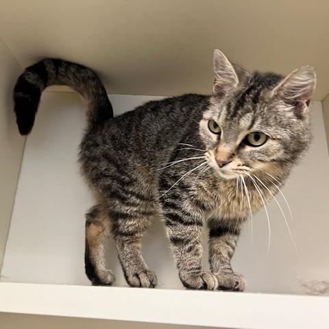 Enlarge Lavender, a Adoptable Domestic Short Hair in Dayton, OH image 4/5