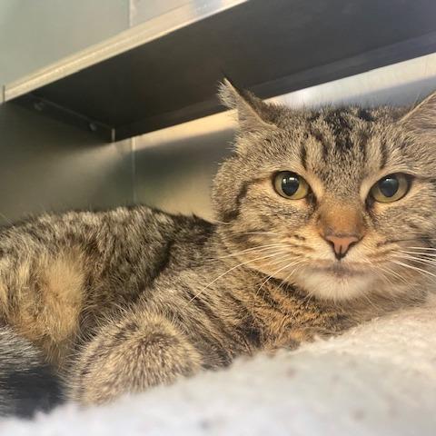 Enlarge Lavender, a Adoptable Domestic Short Hair in Dayton, OH image 5/5
