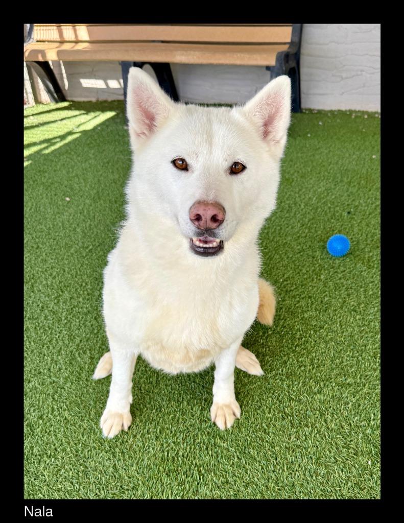 Nala, a Adoptable Husky in Chino Valley, AZ image 1/2