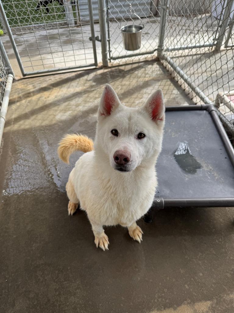 Nala, a Adoptable Husky in Chino Valley, AZ image 2/2