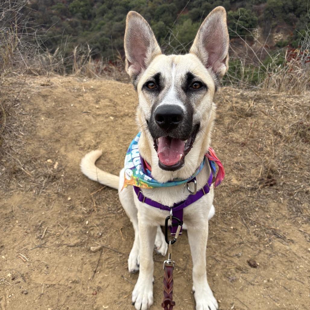 Raccoon, Adoptable, Young Female Mixed Breed.