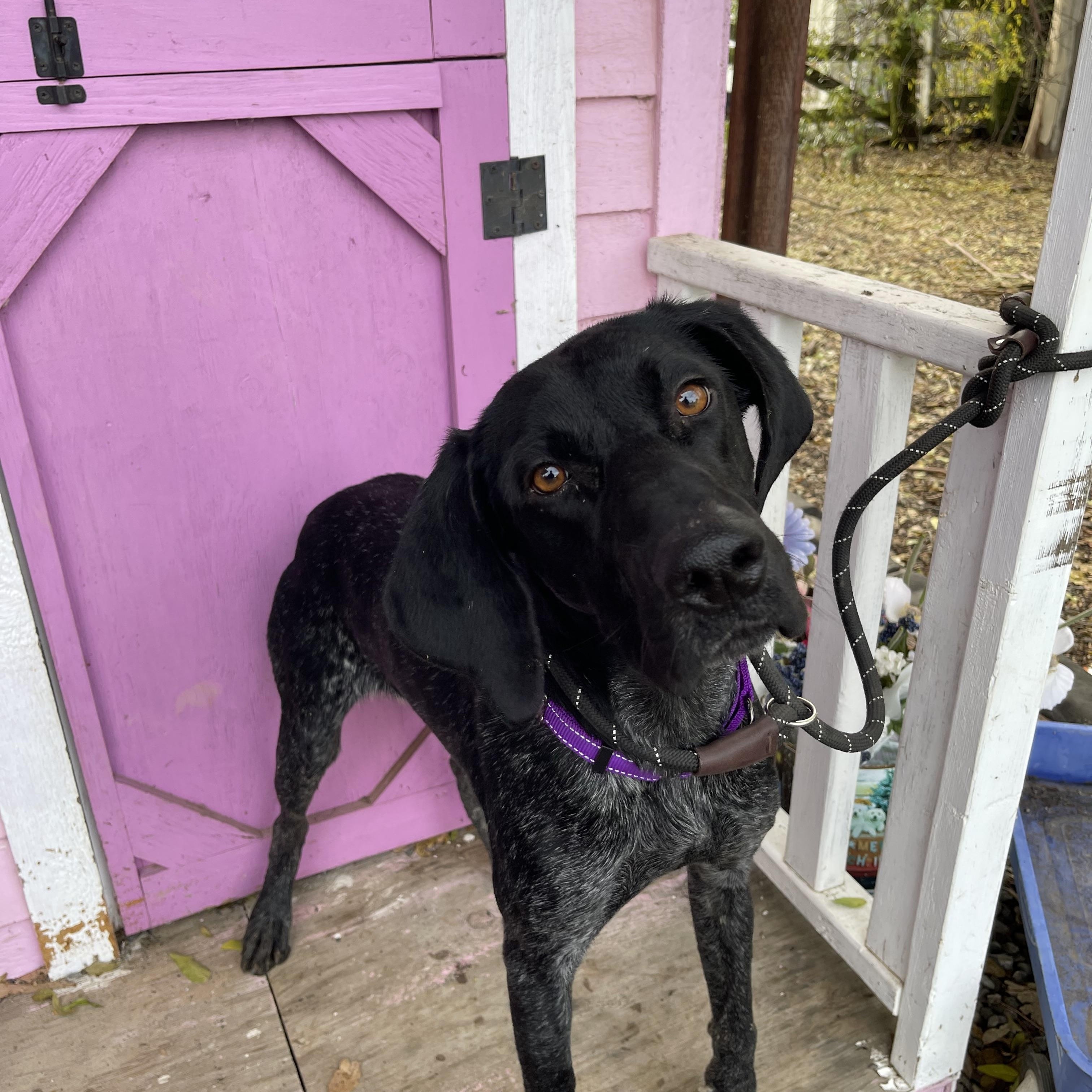 Enlarge Hennesey, an adopted German Shorthaired Pointer in Vacaville, CA image 2/6