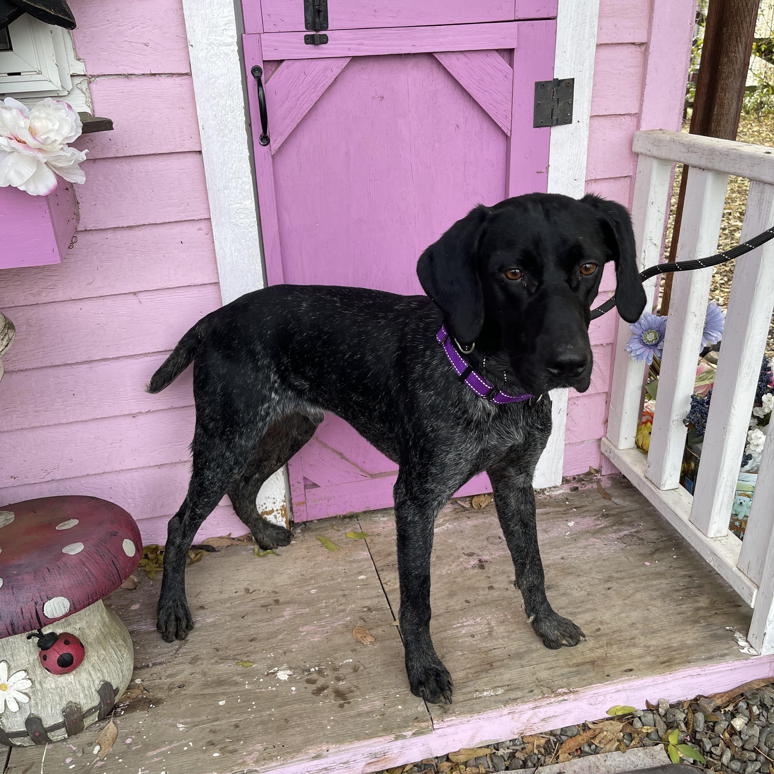 Enlarge Hennesey, an adopted German Shorthaired Pointer in Vacaville, CA image 4/6